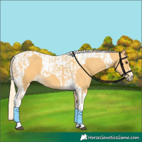 Horse Color:Palomino Tobiano  and Palomino Tobiano 