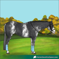 Horse Color:White Spotted Black 