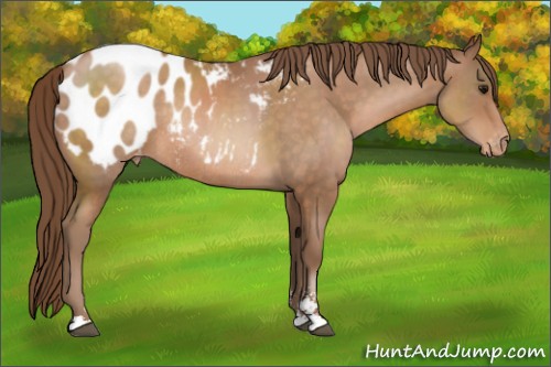 Horse Color:Brown Pearl Sabino Appaloosa Rabicano 