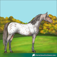 Horse Color:Bay Roan Near Leopard 