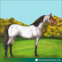 Horse Color:Bay Roan Appaloosa 