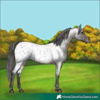 Horse Color:Brown Roan Appaloosa 