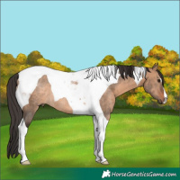 Horse Color:Brown Dun Tobiano Rabicano 