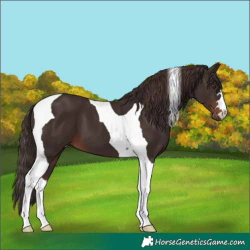 Horse Color:Liver Chestnut Tobiano