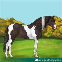 Horse Color:Liver Chestnut Tobiano 