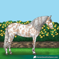 Horse Color:Silver Bay Roan Dun Tobiano Appaloosa