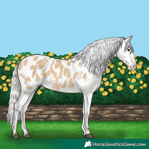 Horse Color:Silver Buckskin Dun Appaloosa 