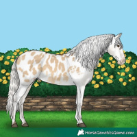 Horse Color:Silver Buckskin Dun Appaloosa 
