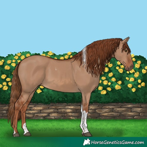 Horse Color:Red Dun Tobiano 