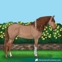Horse Color:Red Dun Tobiano 