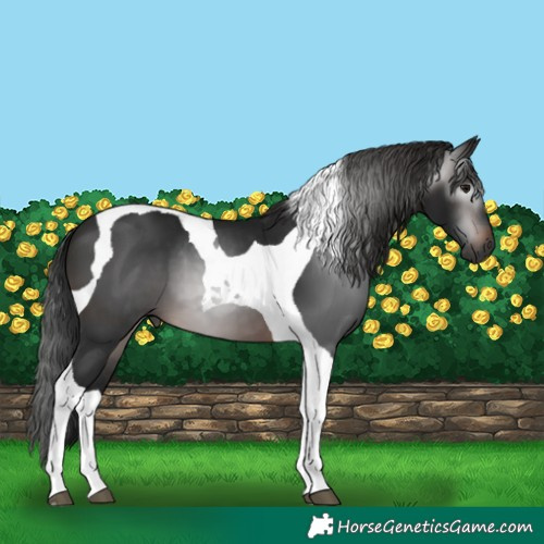 Horse Color:Gray Brown Tobiano 