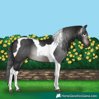 Horse Color:Gray Brown Tobiano