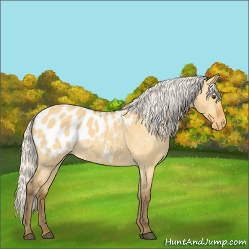 Horse Color:Silver Buckskin Dun Appaloosa 