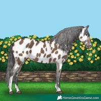 Horse Color:Liver Red Dun Tobiano Appaloosa Rabicano 
