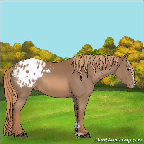 Horse Color:Chestnut Sabino Appaloosa Rabicano