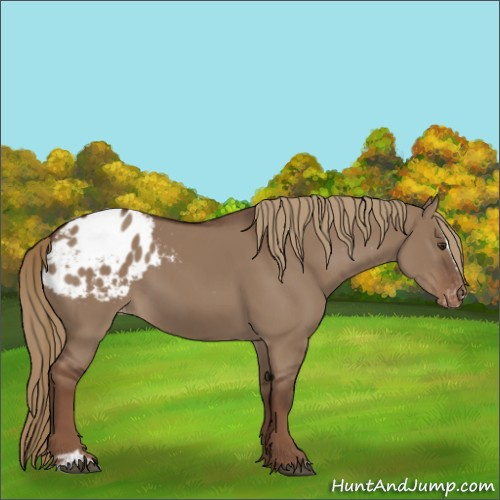 Horse Color:Liver Red Dun Sabino Appaloosa