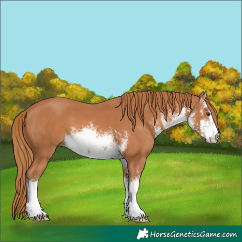 Horse Color:White Spotted Chestnut 