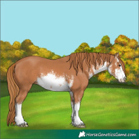 Horse Color:White Spotted Chestnut 