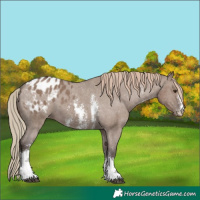 Horse Color:Liver Red Dun Sabino Appaloosa