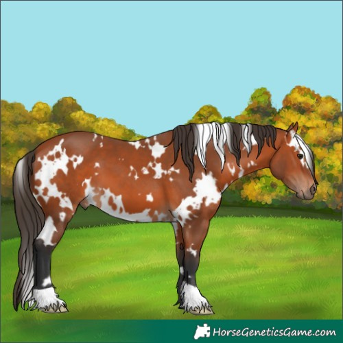 Horse Color:White Spotted Bay 