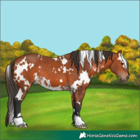 Horse Color:White Spotted Bay 