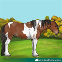 Horse Color:Bay Tobiano 