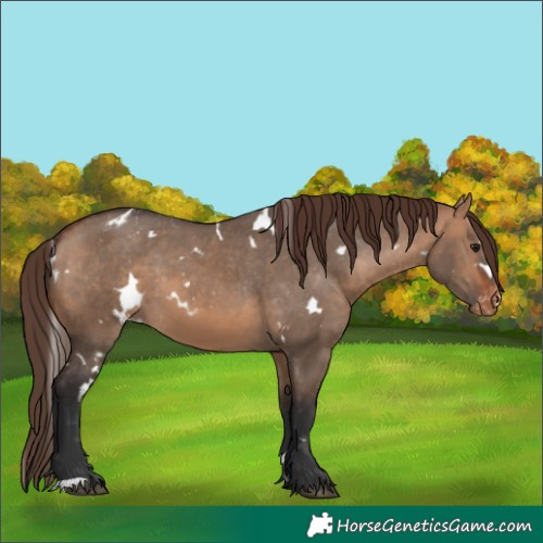 Horse Color:White Spotted Bay Dun Appaloosa 