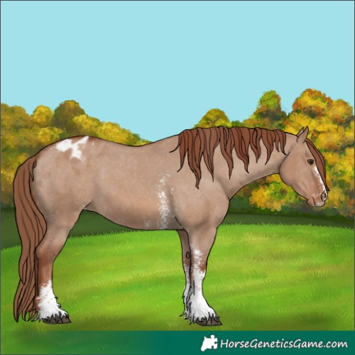 Horse Color:Red Dun Sabino Appaloosa