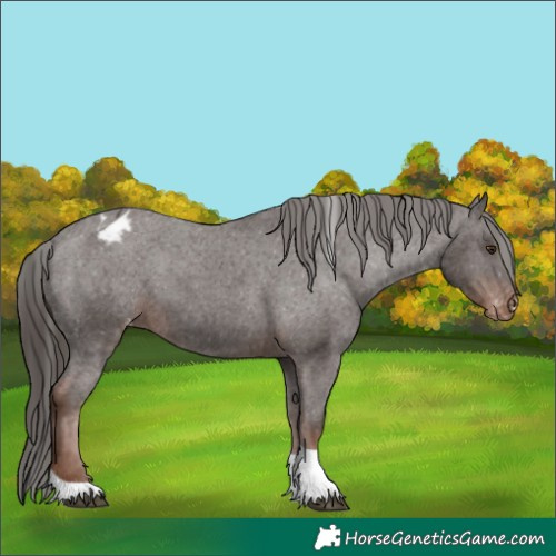 Horse Color:Liver Chestnut Tobiano Appaloosa Rabicano