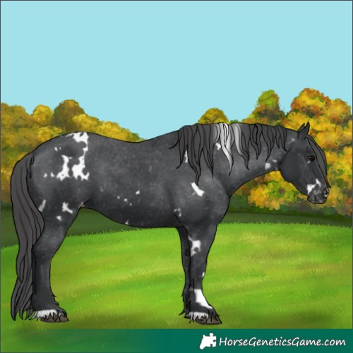 Horse Color:White Spotted Black Appaloosa 
