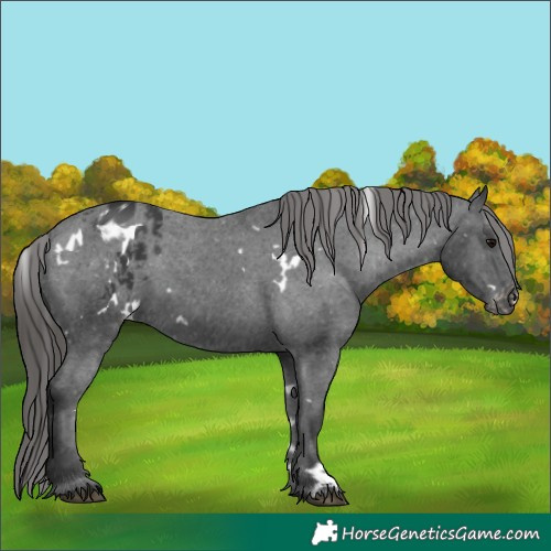 Horse Color:White Spotted Black Appaloosa 