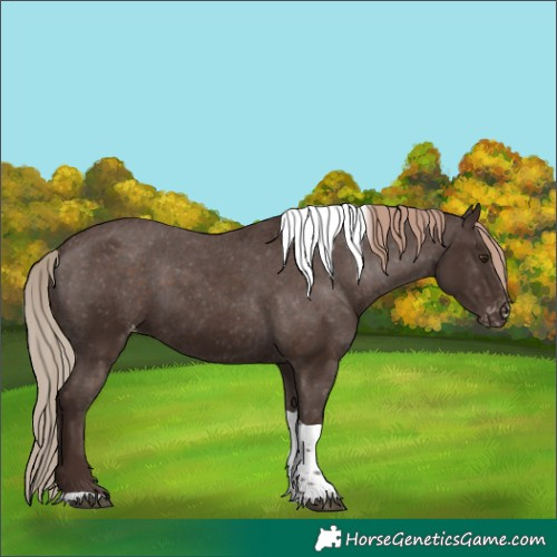 Horse Color:Liver Chestnut Tobiano Appaloosa 