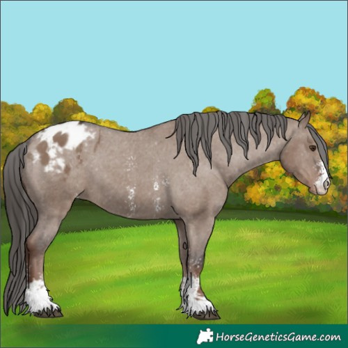 Horse Color:Liver Red Dun Sabino Appaloosa 