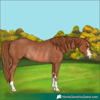 Horse Color:Chestnut Rabicano 