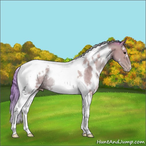 Horse Color:Watercolor White Spotted Black Pearl Tobiano Rabicano 