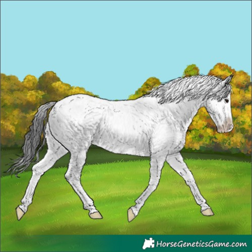 Horse Color:Black Sabino 