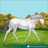 Horse Color:Black Sabino 