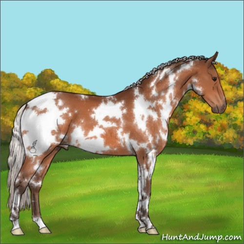 Horse Color:White Spotted Silver Bay 