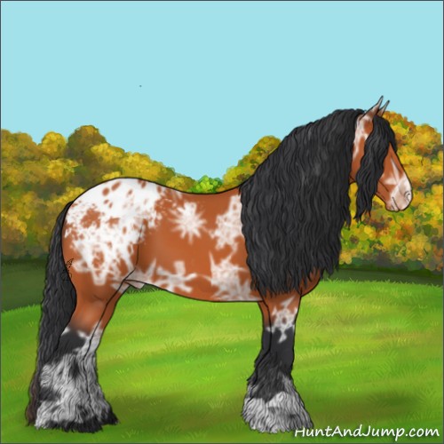 Horse Color:Bay Ice Appaloosa 