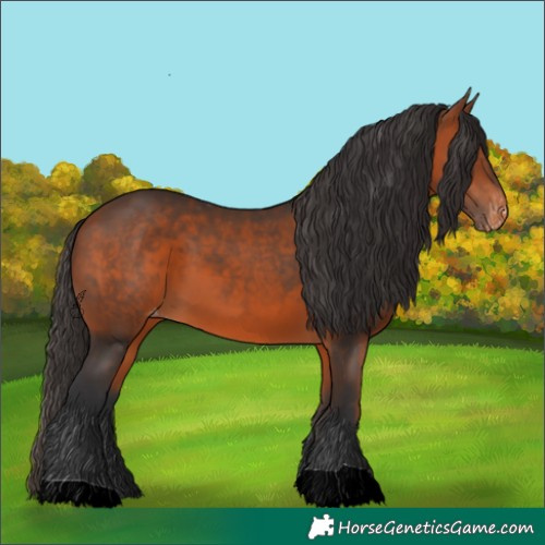 Horse Color:Bay Appaloosa 