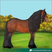 Horse Color:Bay Appaloosa 