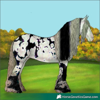 Horse Color:Plaid  Classic Champagne Dun Tobiano Appaloosa Rabicano 