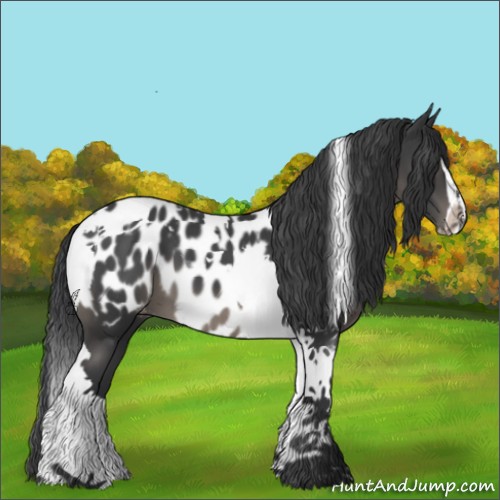 Horse Color:Black Sabino Tobiano Appaloosa 