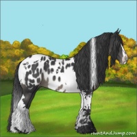 Horse Color:Black Sabino Tobiano Appaloosa 