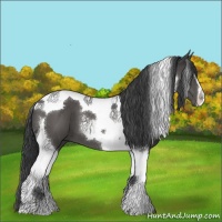 Horse Color:Black Tobiano 