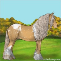 Horse Color:Palomino Tobiano Appaloosa Rabicano