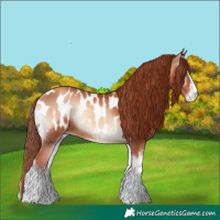 Horse Color:White Spotted Gold Champagne Onyx Appaloosa 