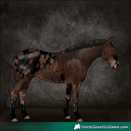 Horse Color:Void White Spotted Liver Chestnut Appaloosa 