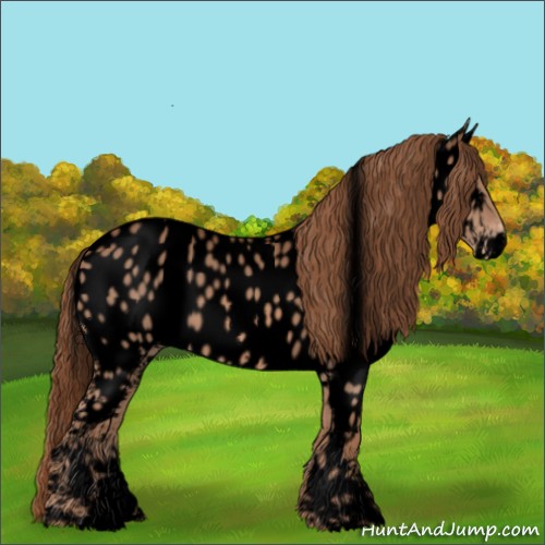Horse Color:Void White Spotted Chestnut Appaloosa 