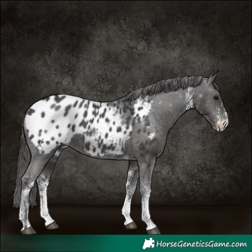 Horse Color:White Spotted Black Appaloosa 